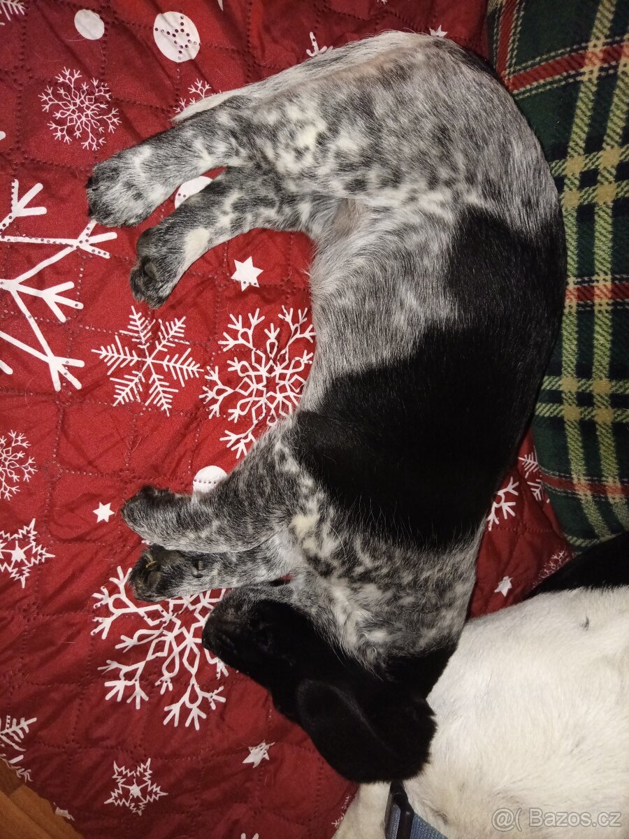 Jack Russell teriér krizenec štěně