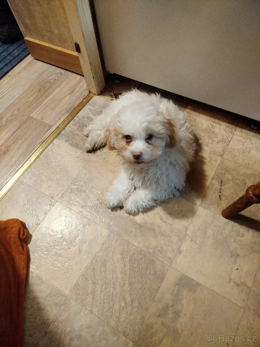 Ruská barevná bolonka stěně s PP