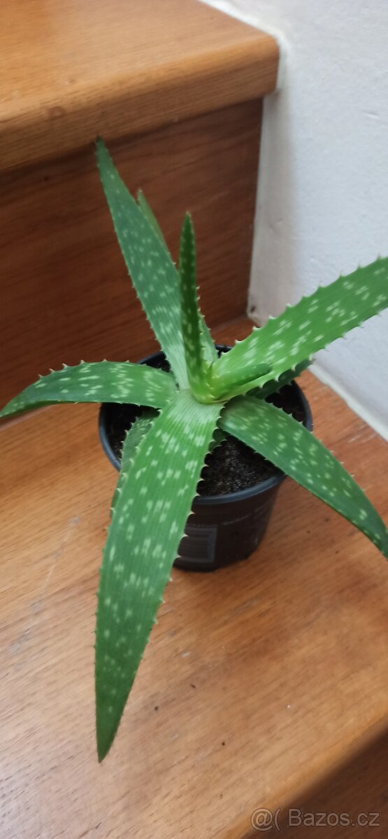 Aloe vera