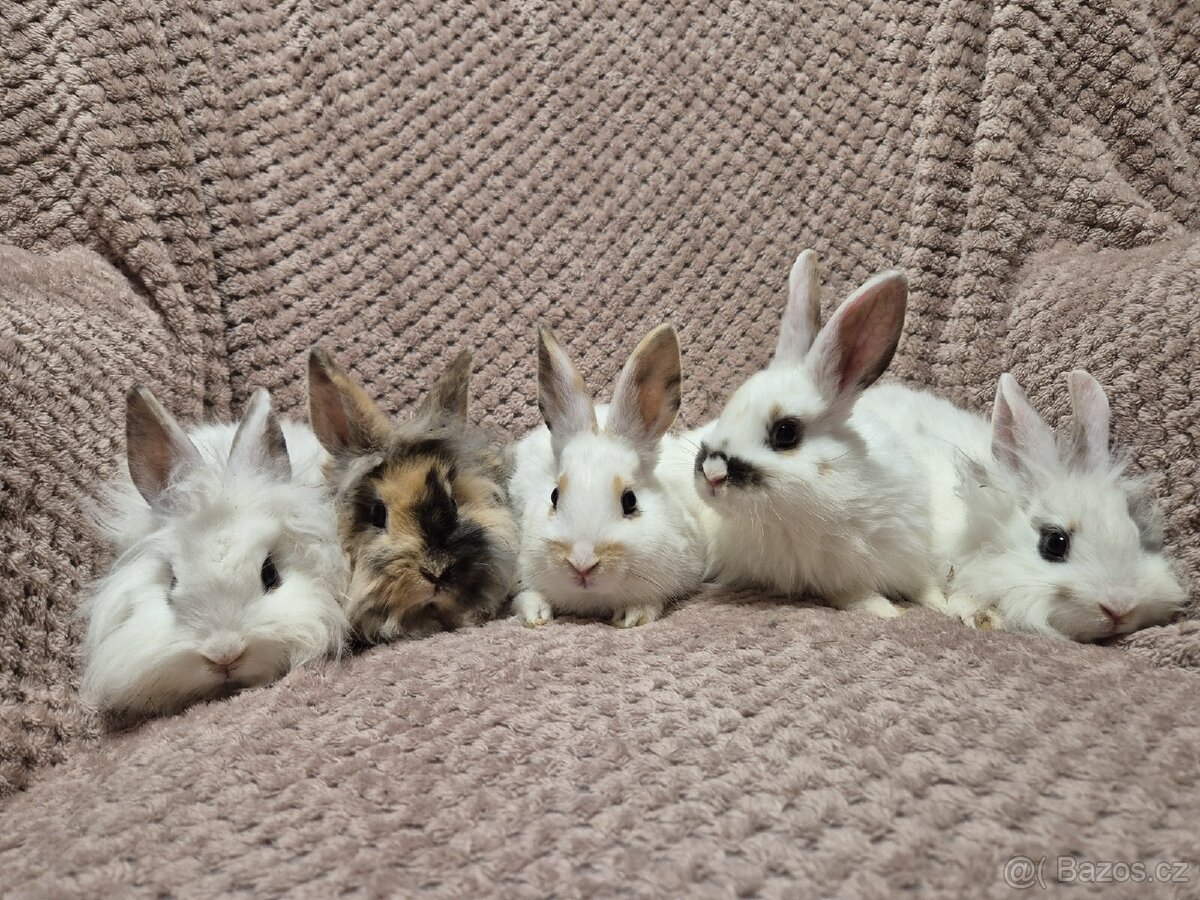 Zakrslí králíčci