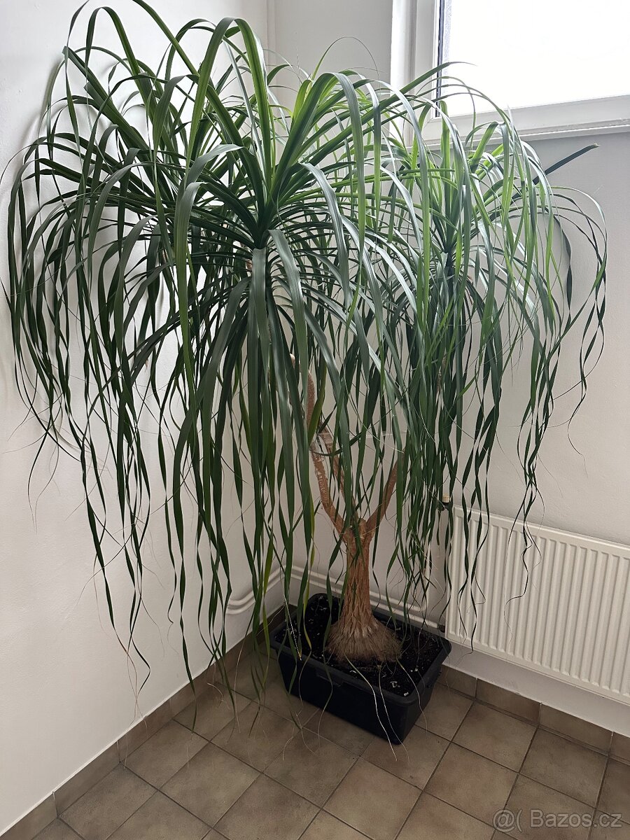 Beaucarnea Sloní noha