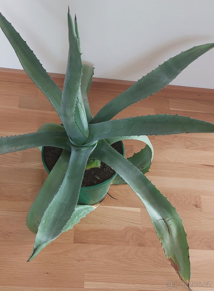 Prodám Agáve,výška-65cm,šířka-90cm.500Kč.Menší za 250 Kč.