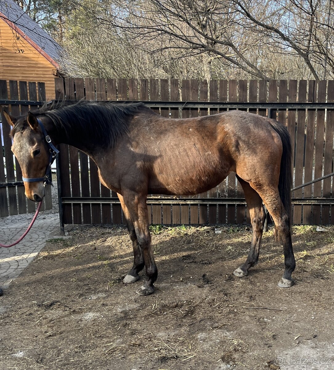 Klisna 8 let A1/1