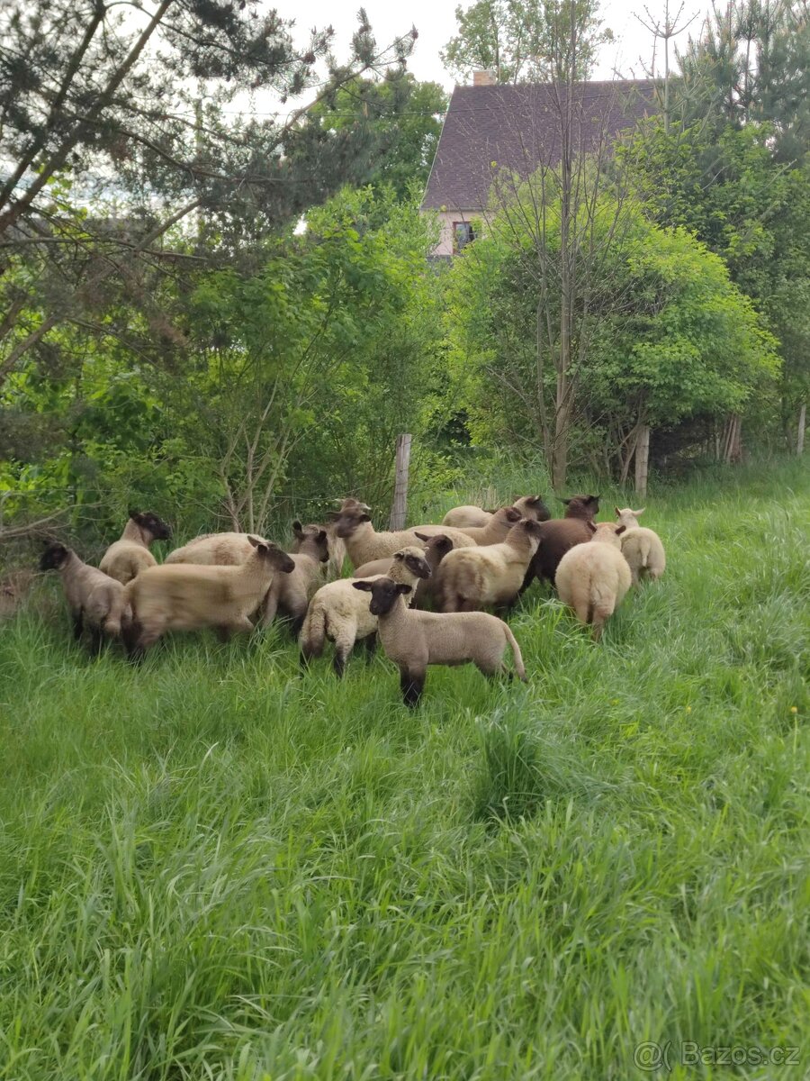 Jehničky a beránci