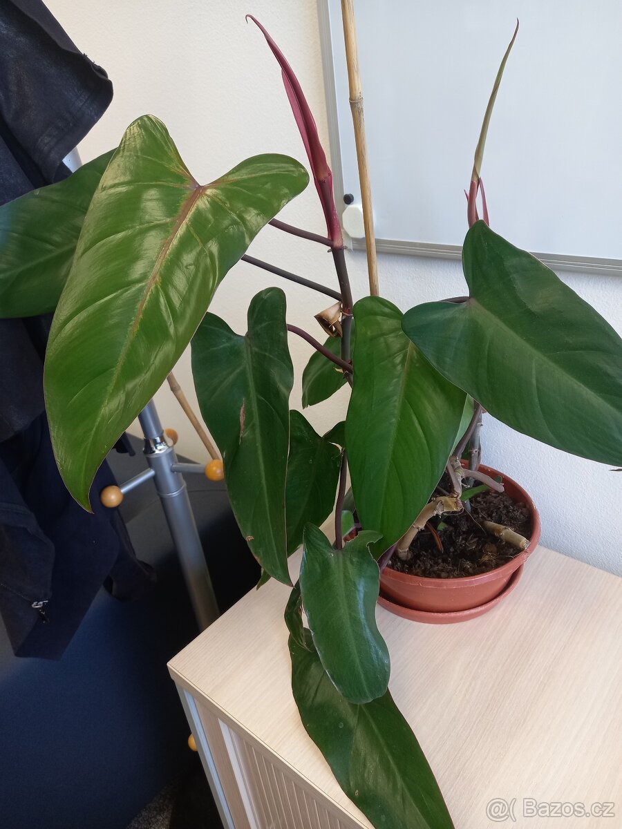 Philodendron Red
