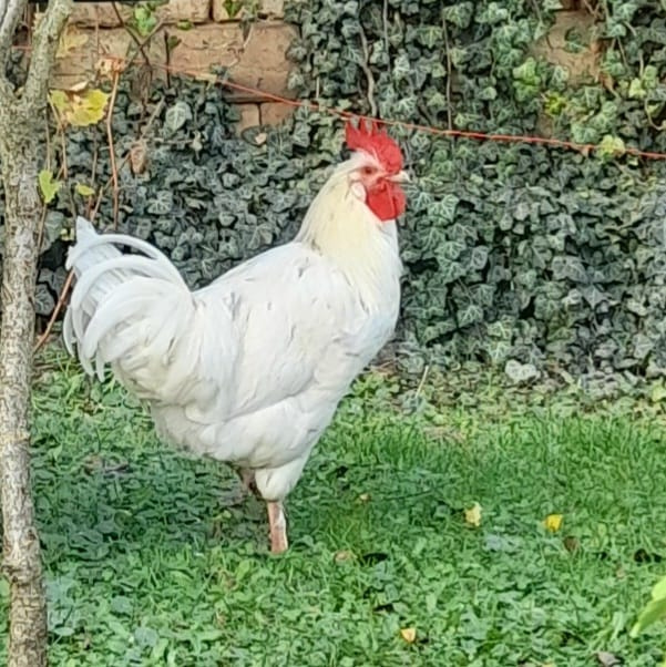 Prodám bílé kohouty