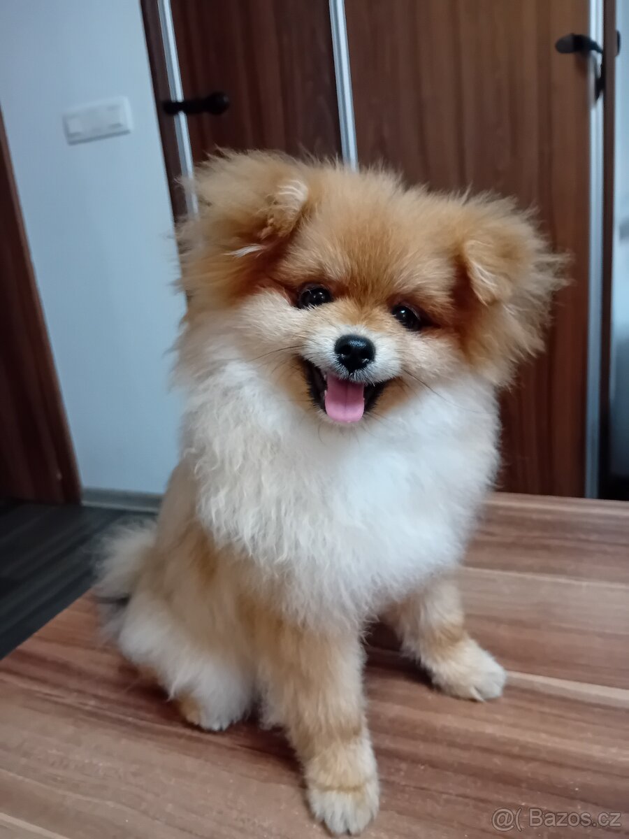 Pomeranian s PP FCI kluk