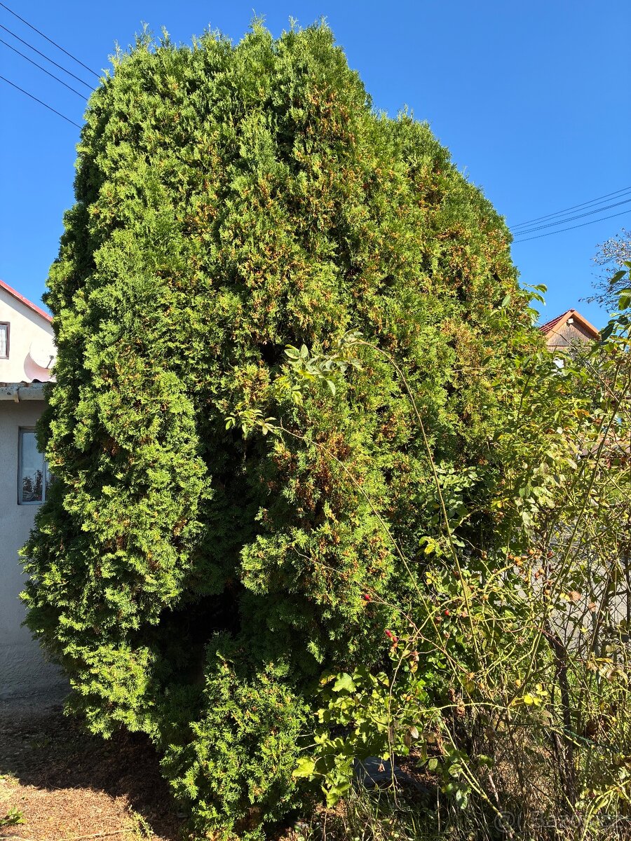 Vzrostlá túje v nádobě