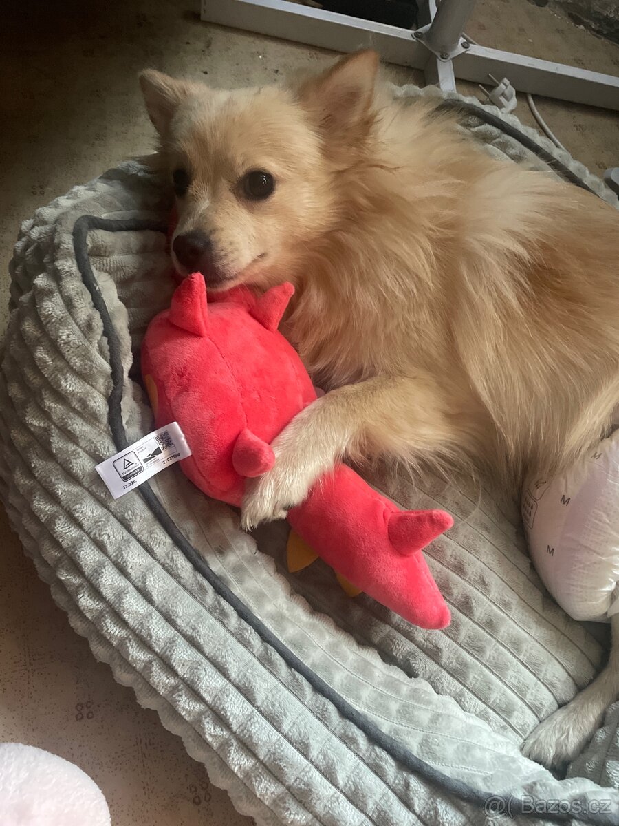 Prodám pomeriana špic