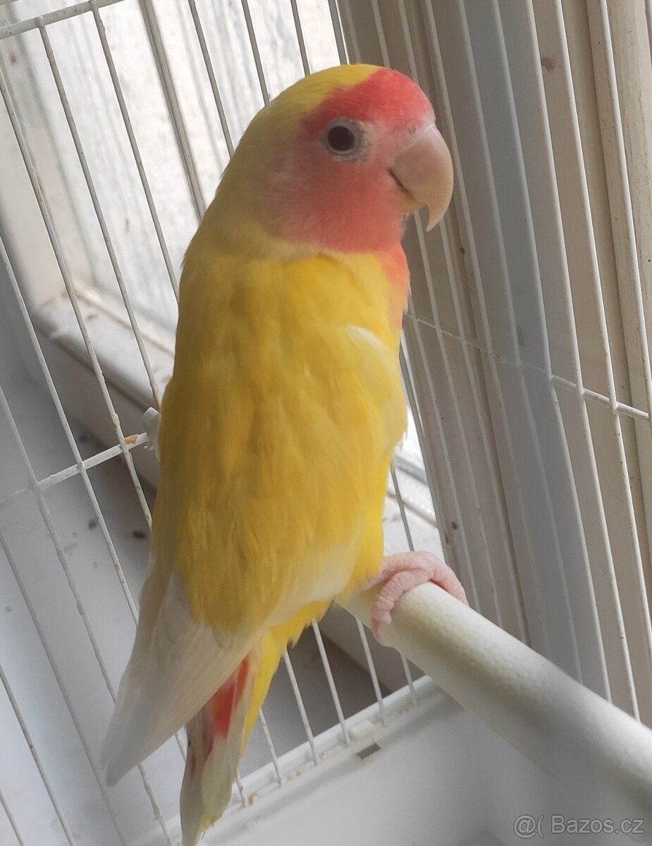 Agapornis ručně dokrmený