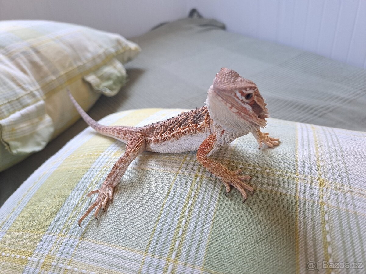 Agama vousata