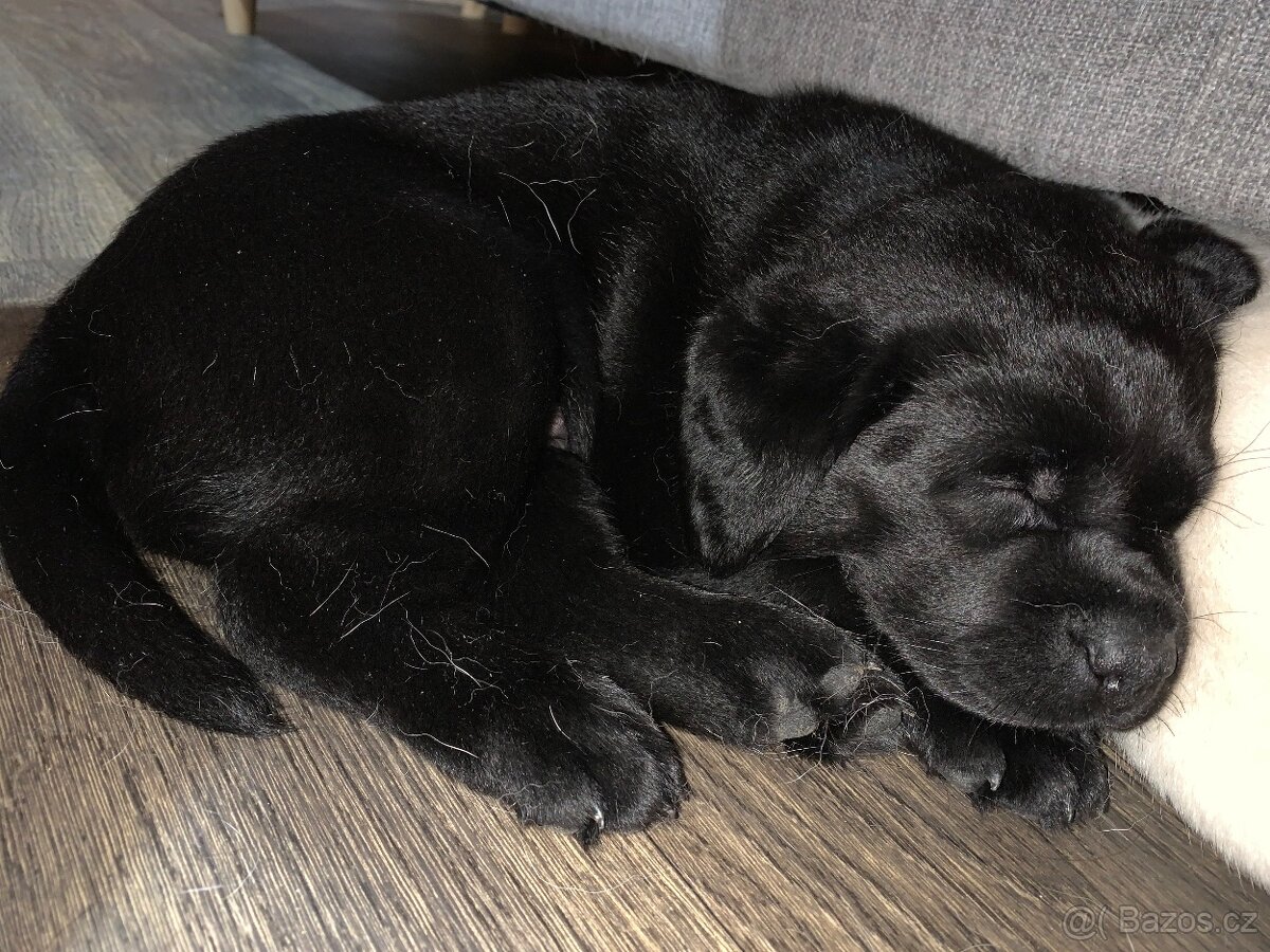 Štěňátka labradora