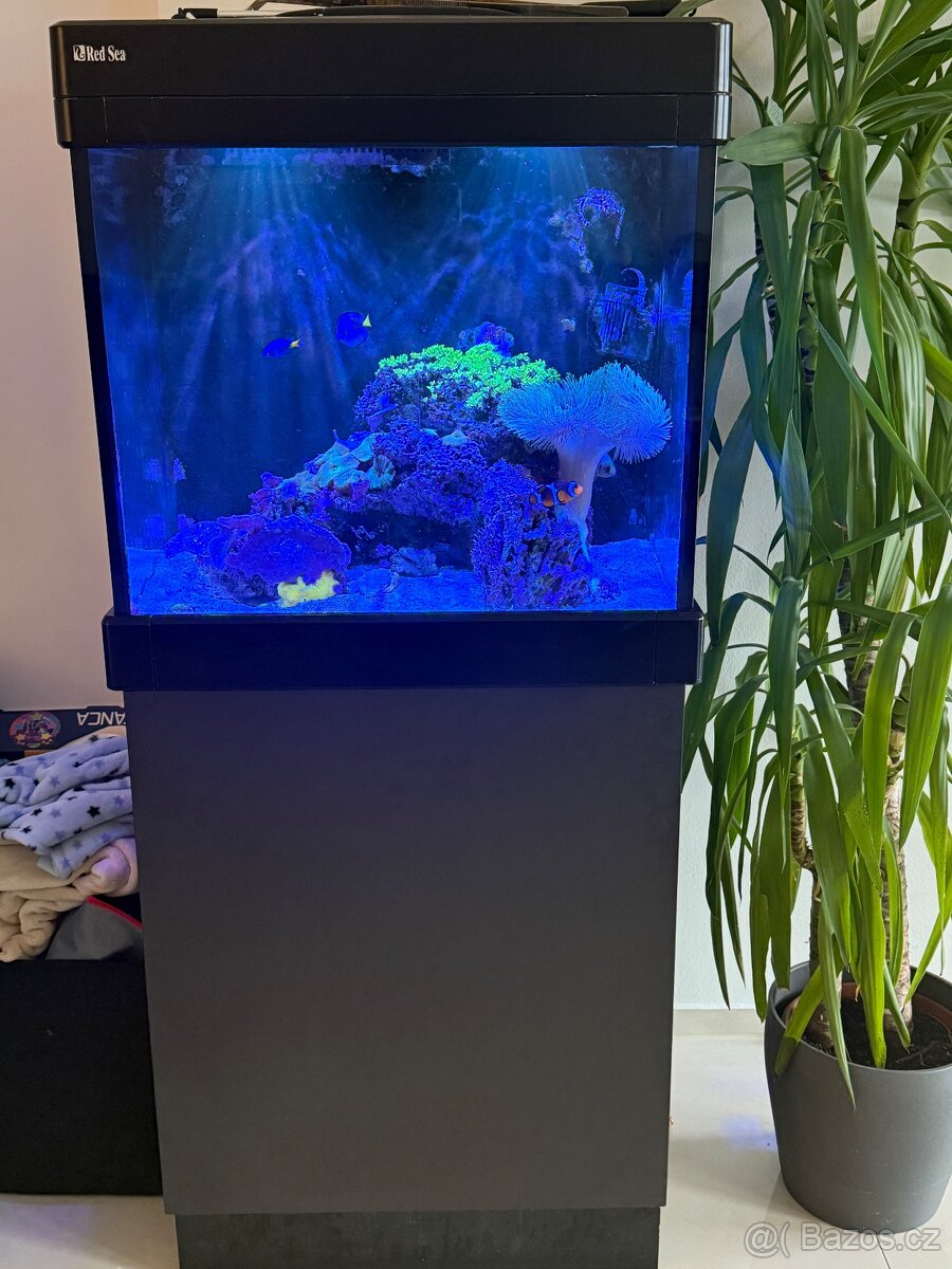 KOMPLETNÍ MOŘSKÉ AKVÁRIUM RED SEA – STABILNÍ REEF SYSTÉM