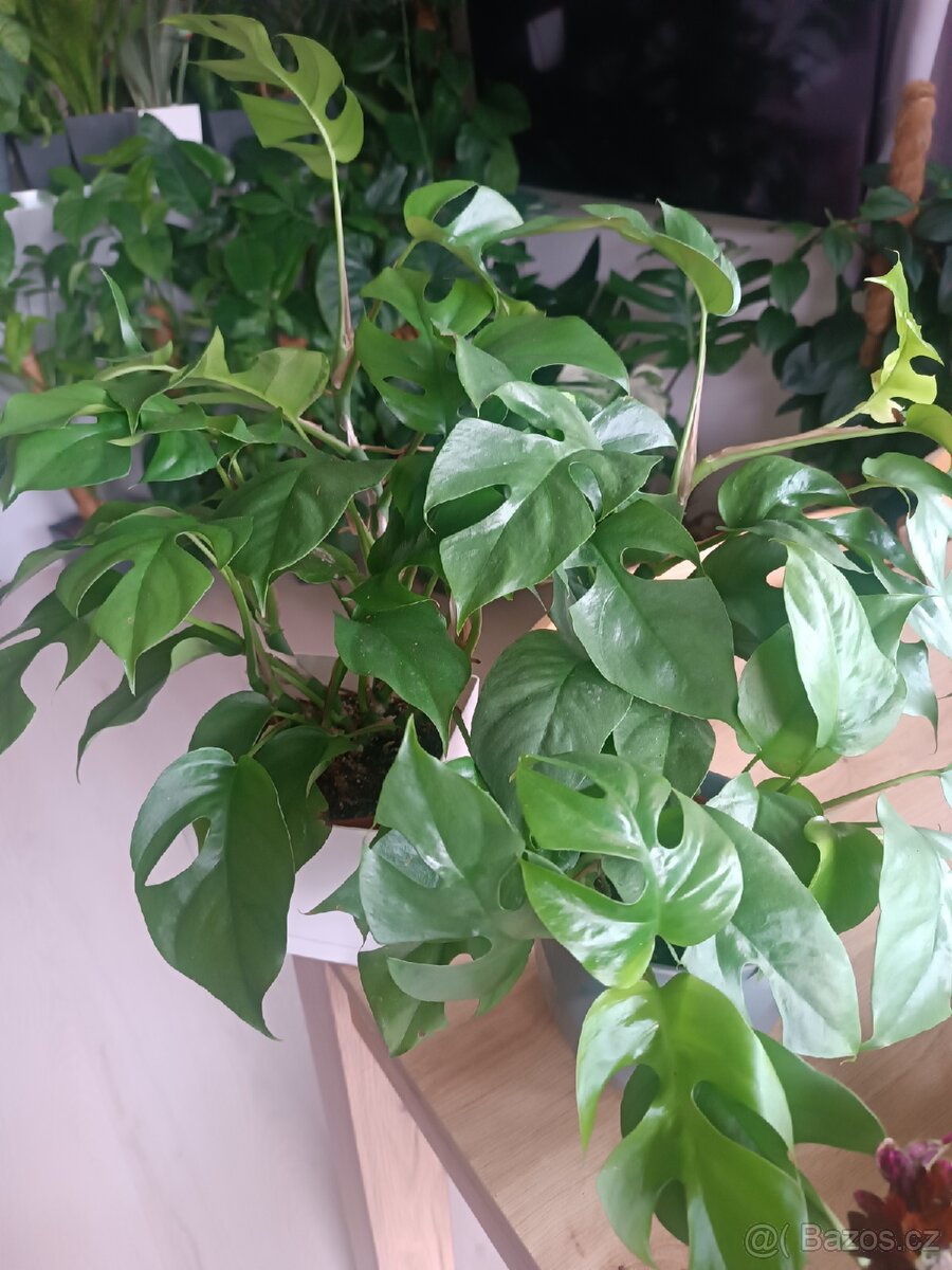 Monstrera minima