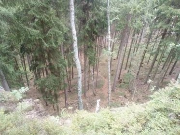 Držovice na Moravě - prodej lesa