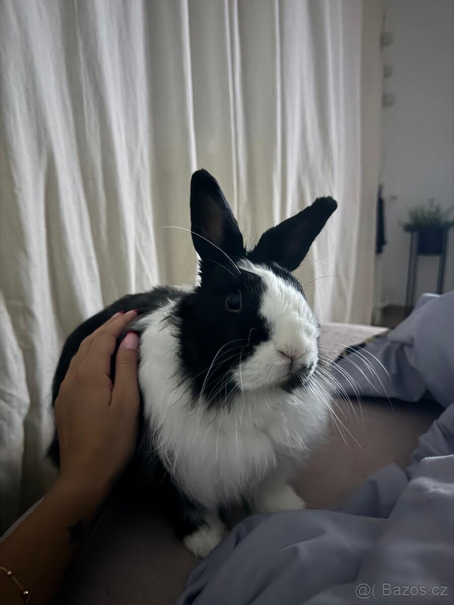 Zakrslý králík