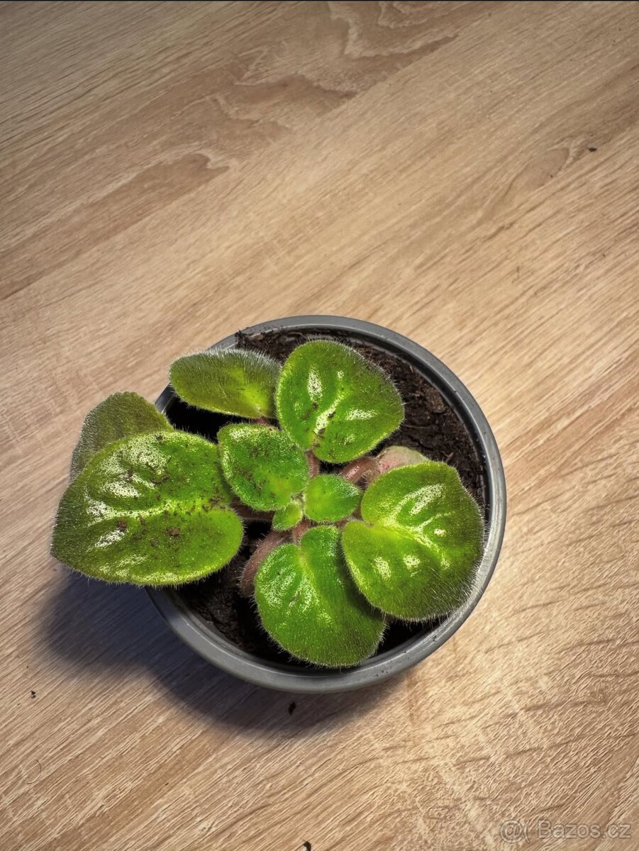 Africká fialka (Saintpaulia) - fialové květy