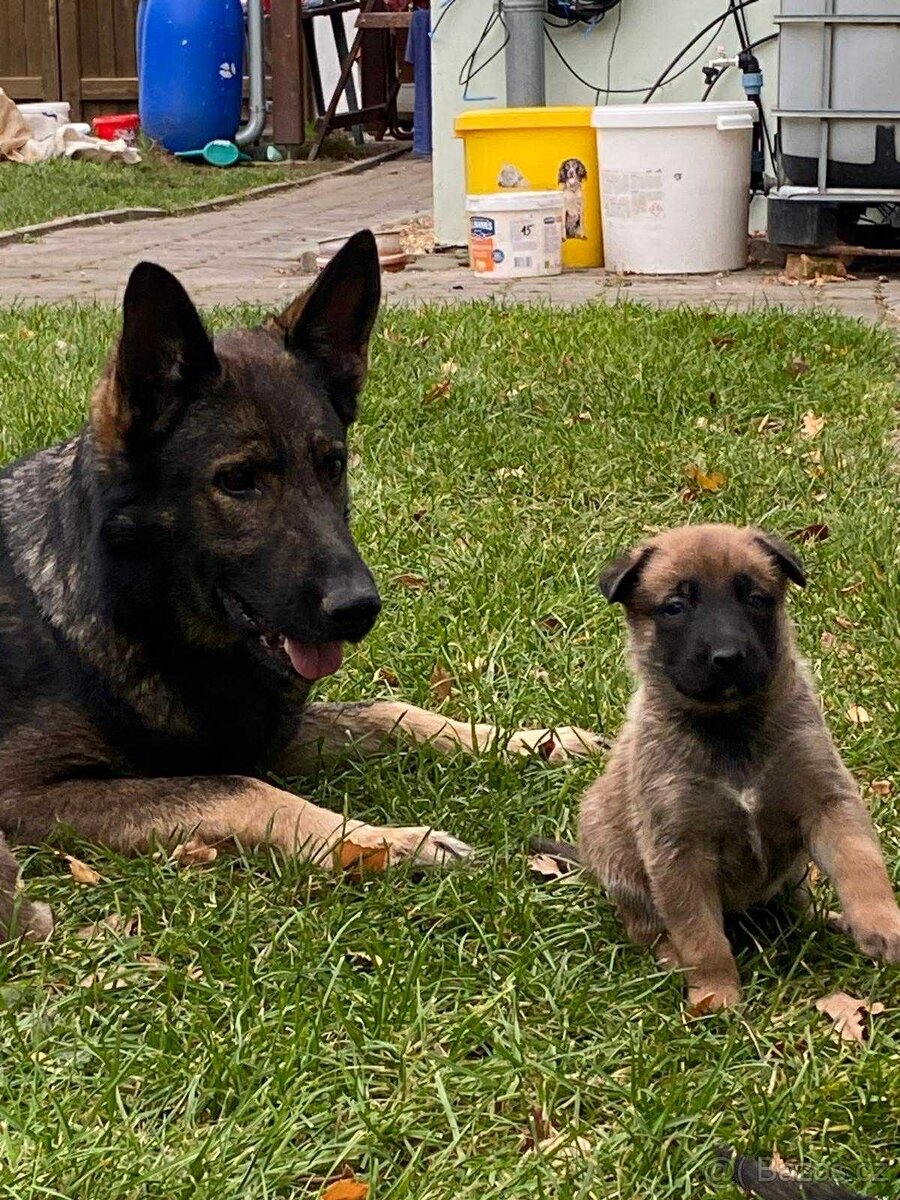 ŠTĚŇATA – Německý ovčák × Belgický ovčák (Malinois)