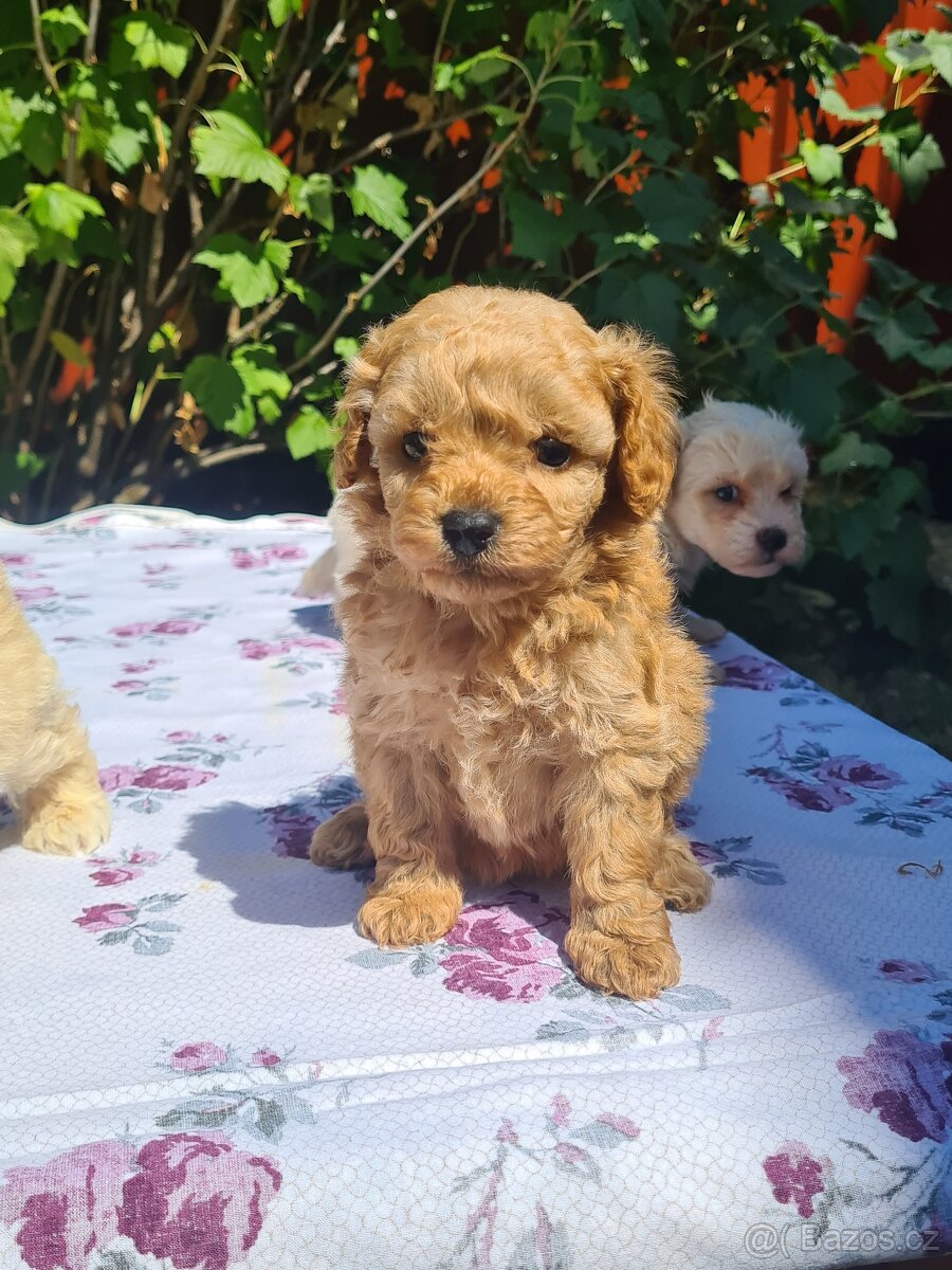 Maltipoo