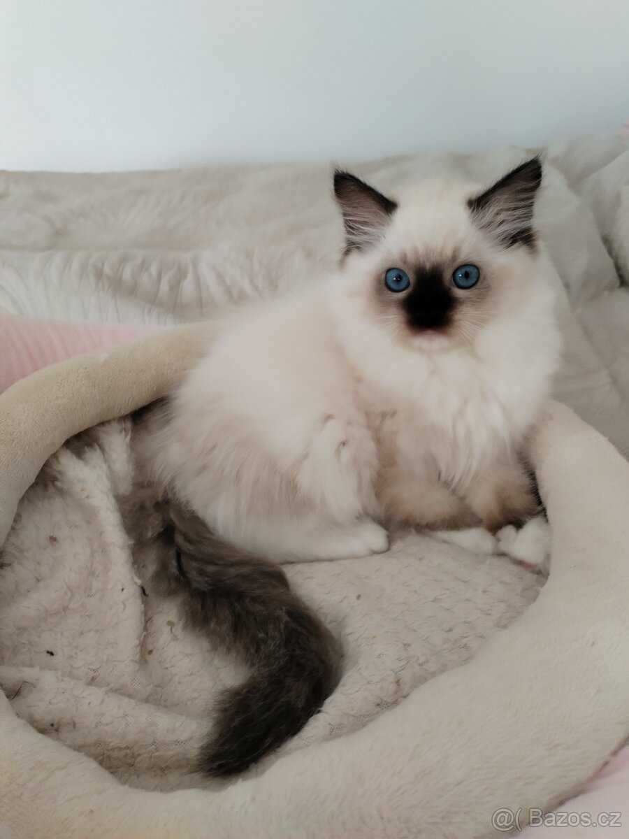 Koťátka s PP Ragdoll