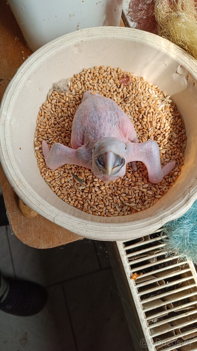 Ara Ararauna