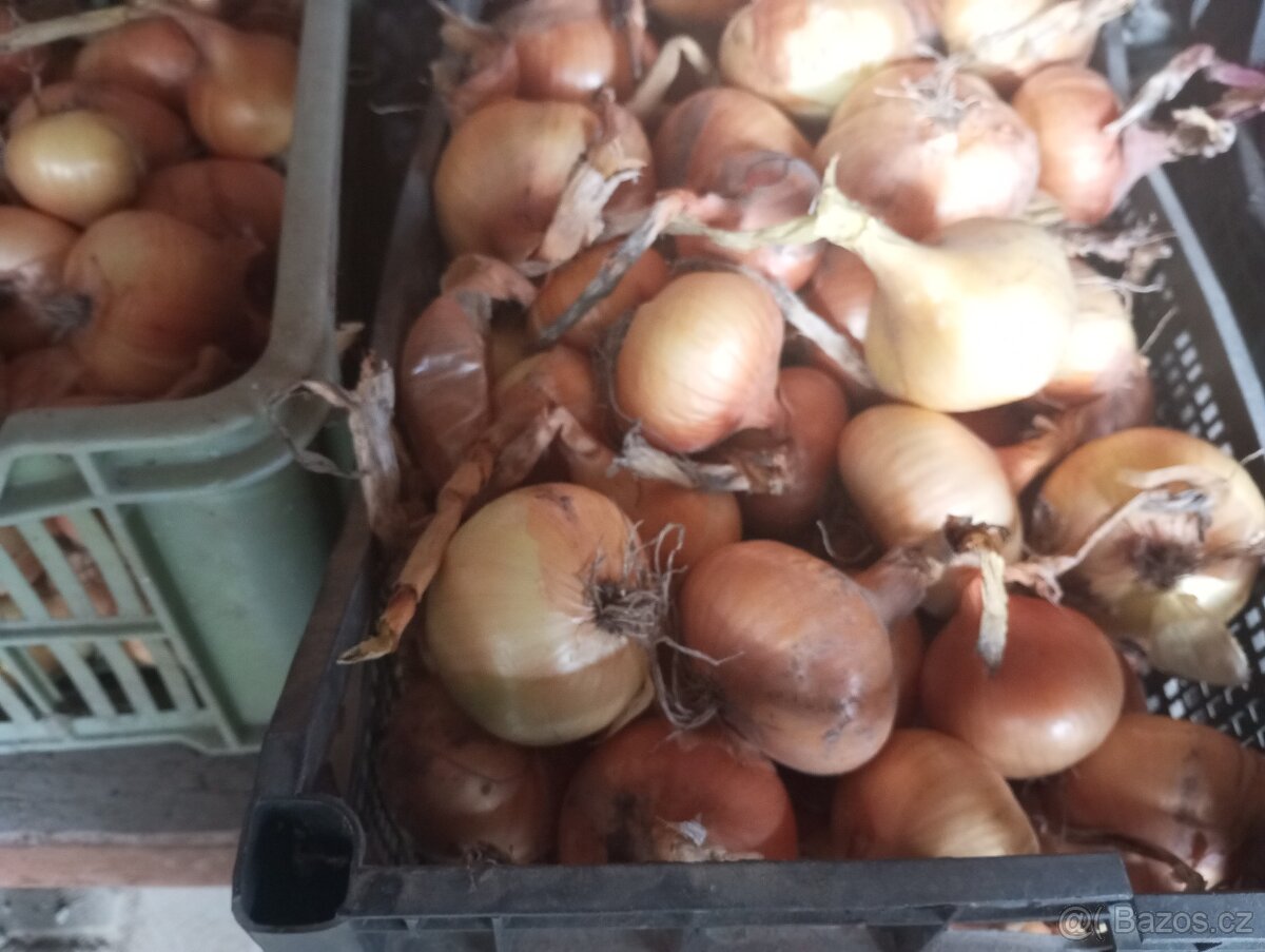 Prodám kuchyňskou žlutou cibuli "Štutgart"