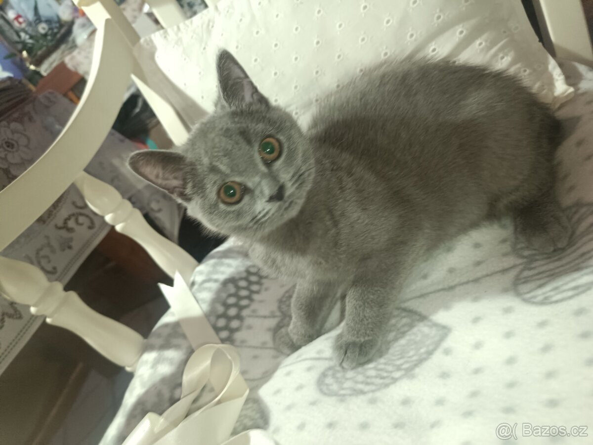 Britská modrá koťata bez PP