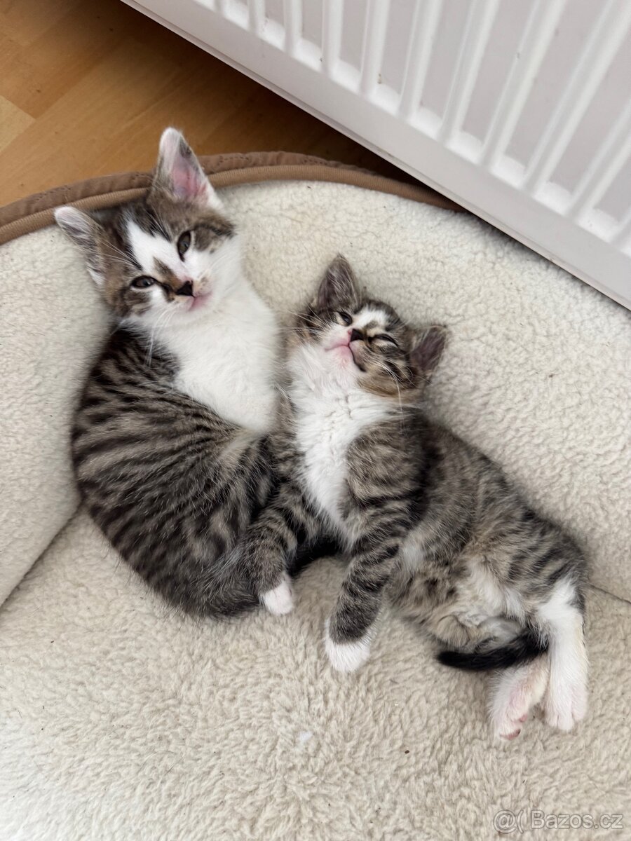 Koťata