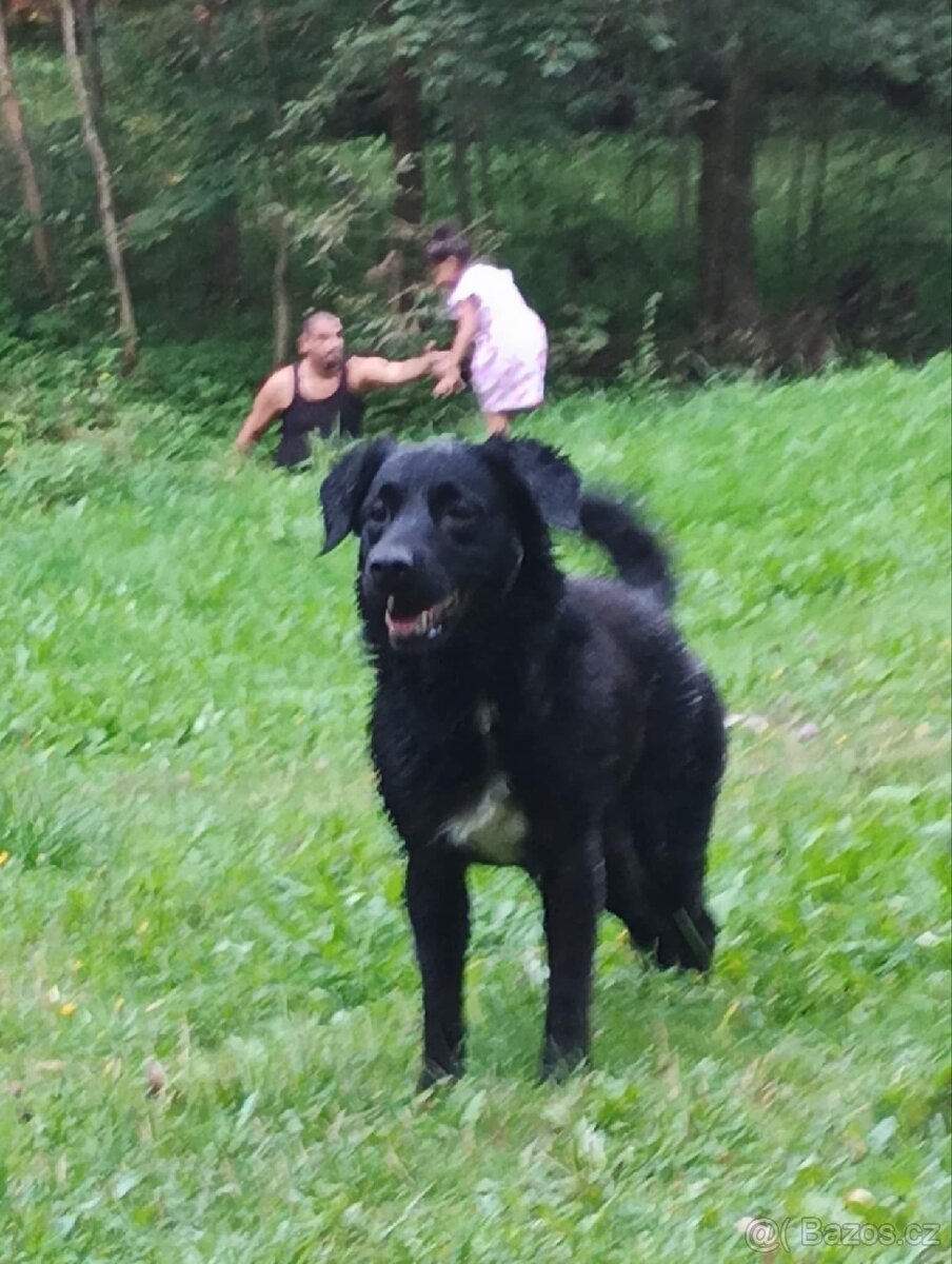 Daruji do dobrych rukou