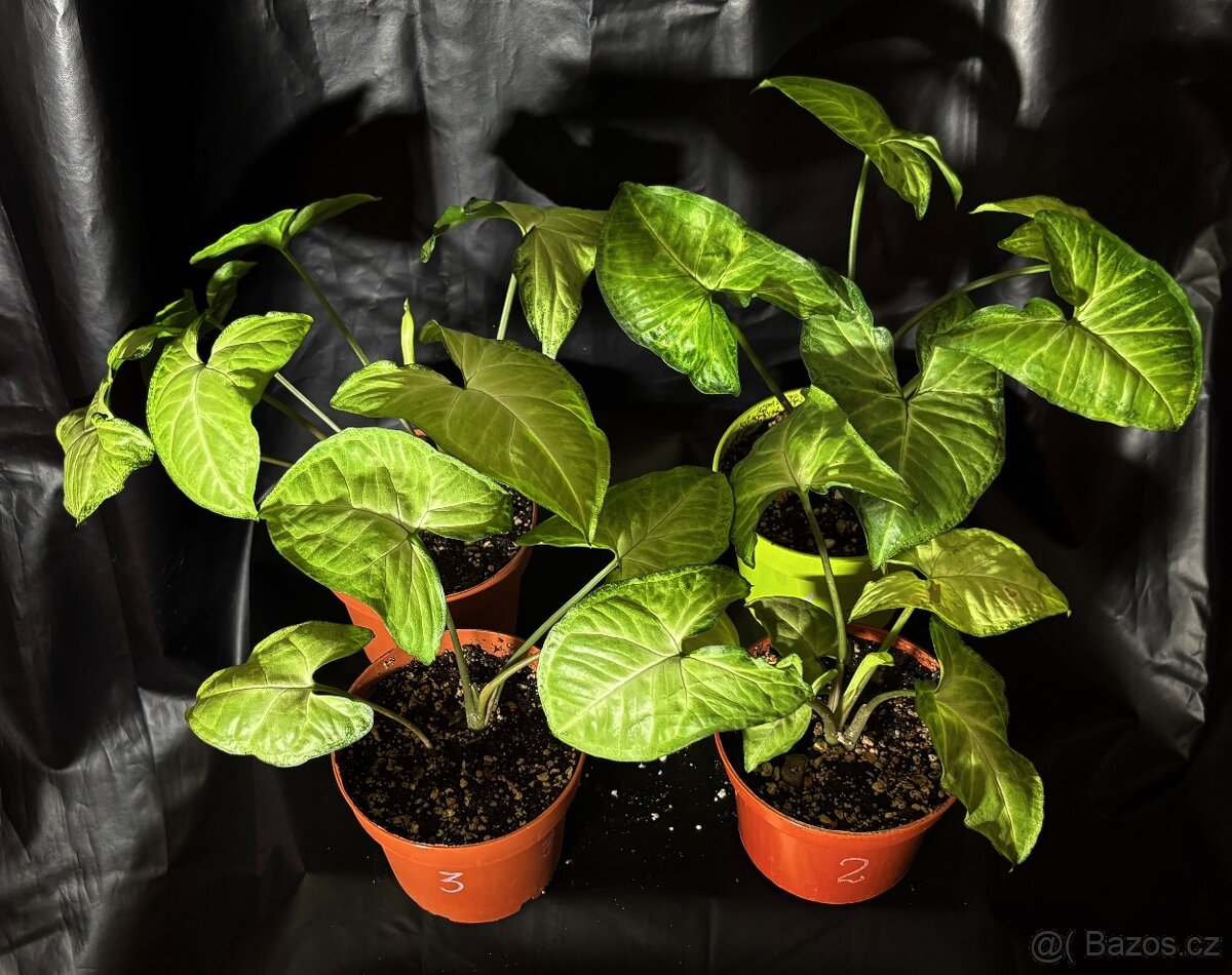 SLEVA 20%⤵️ Syngonium White butterfly , šípová rostlina