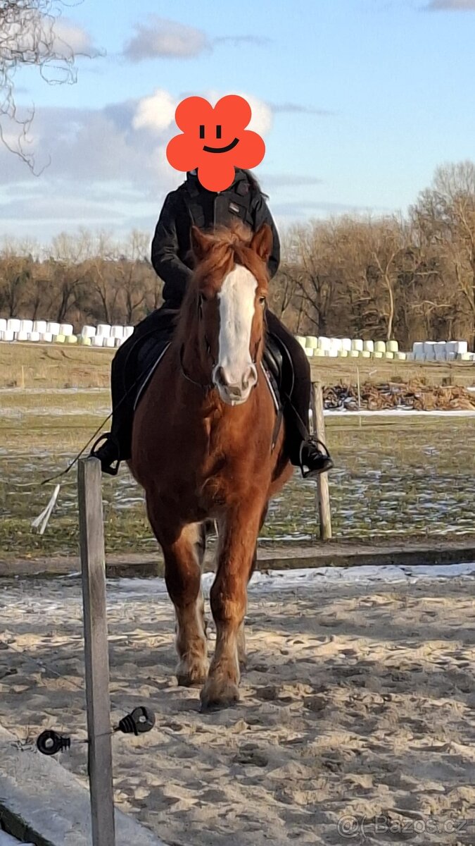 Maďarský chladnokrevník