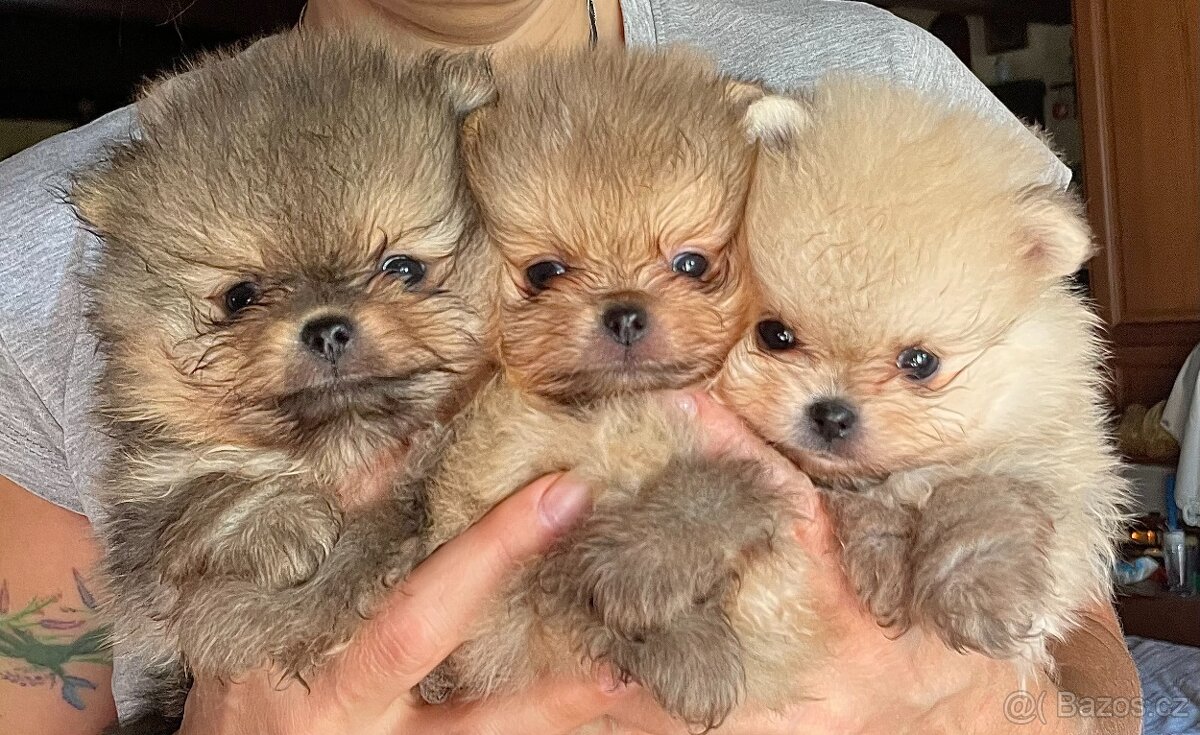 POMERANIAN S PP FCI