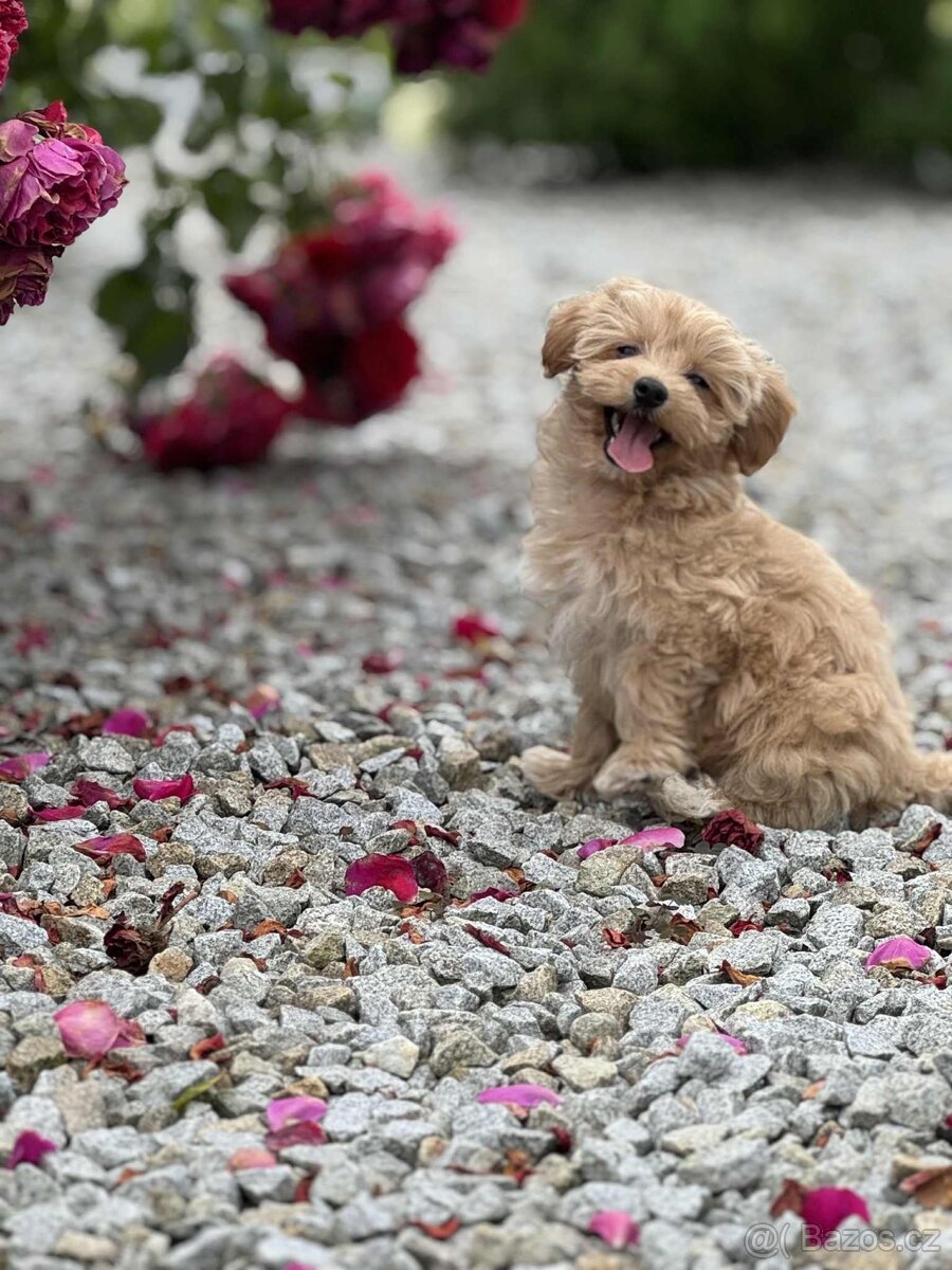 Maltipoo