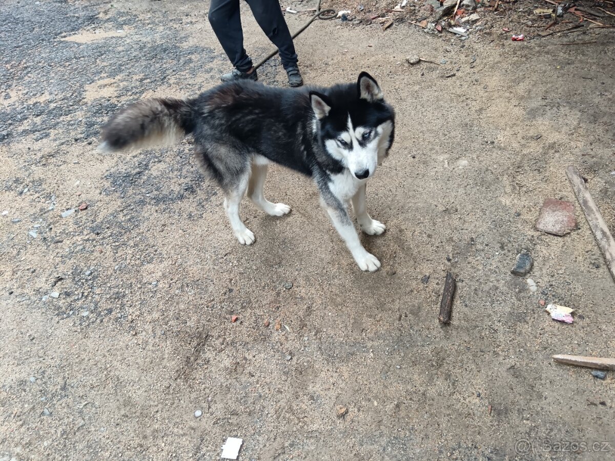 Husky