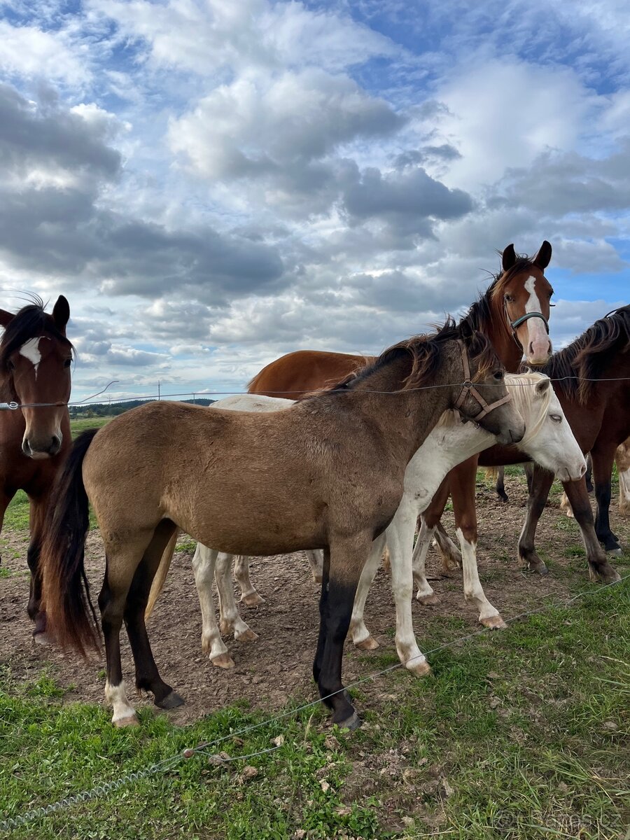 Klisna Welsh pony of cob type