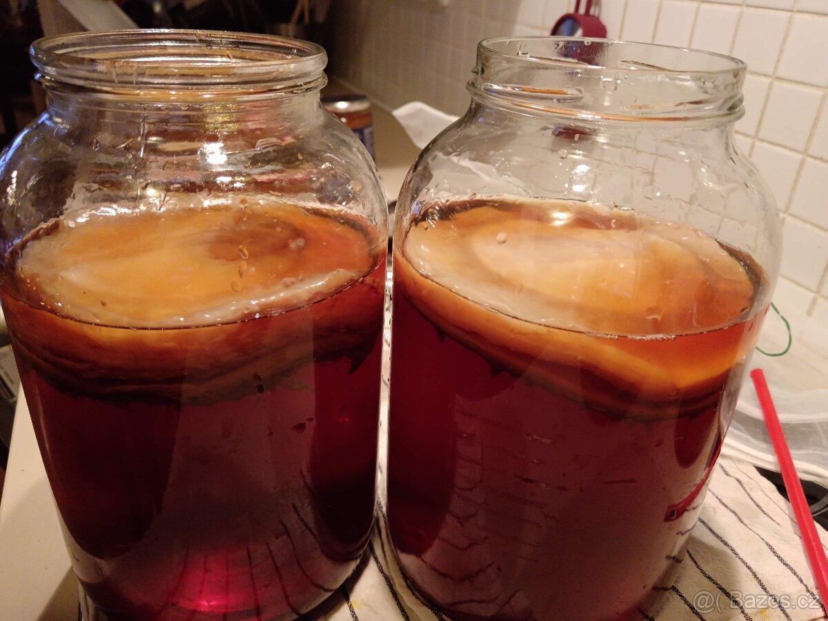 Kombucha - čajová “houba”