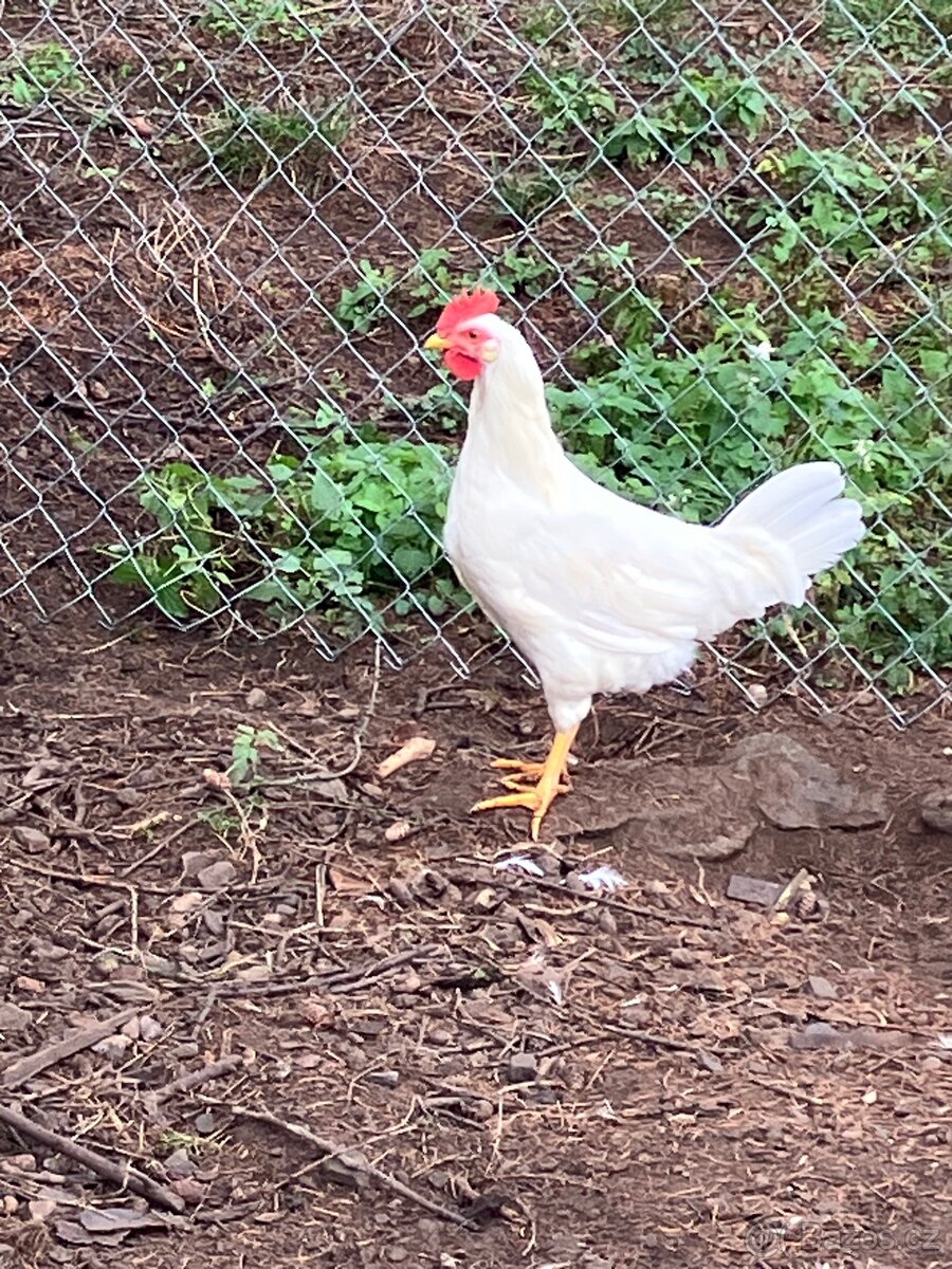 Kohout Leghorn