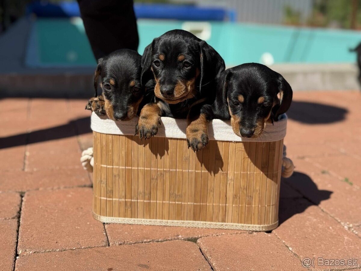 Jezevčík trpasličí