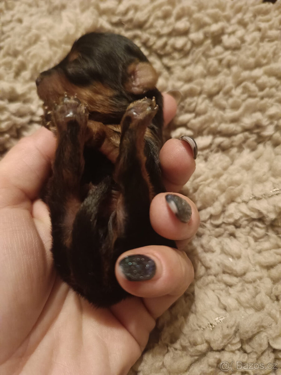 MICRO York Yorkšírský teriér XXXS Kluci si rezervují