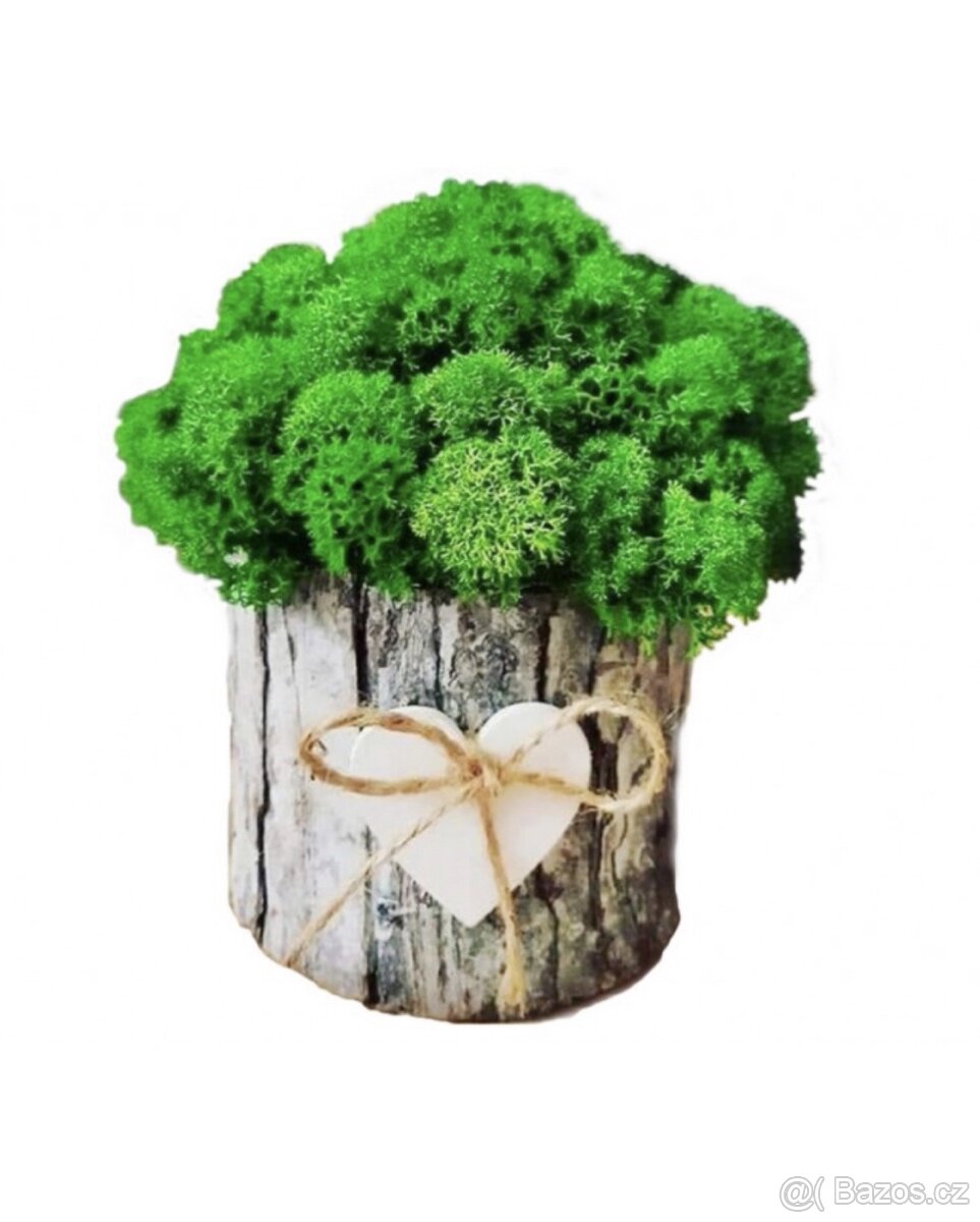 Mechová dekorace na stůl, 14 cm, sobí mech stabilizovaný