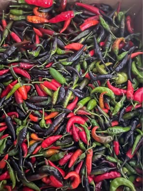 Chilli Kajensky pepř semena