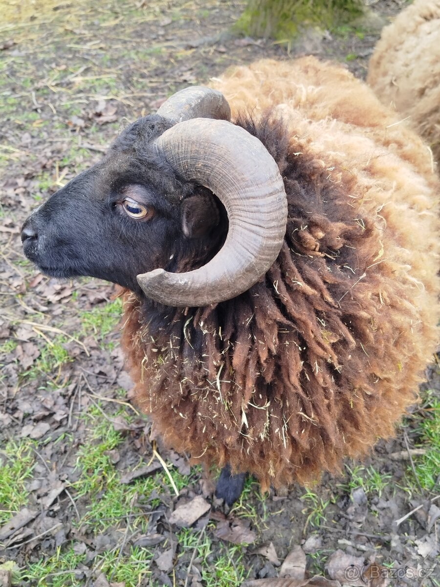 Quessant beránek akce