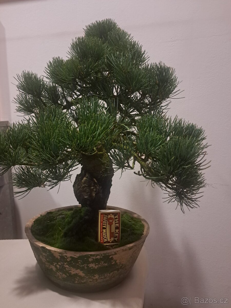 Bonsai,bonsaj Borovice Drobnokvètá