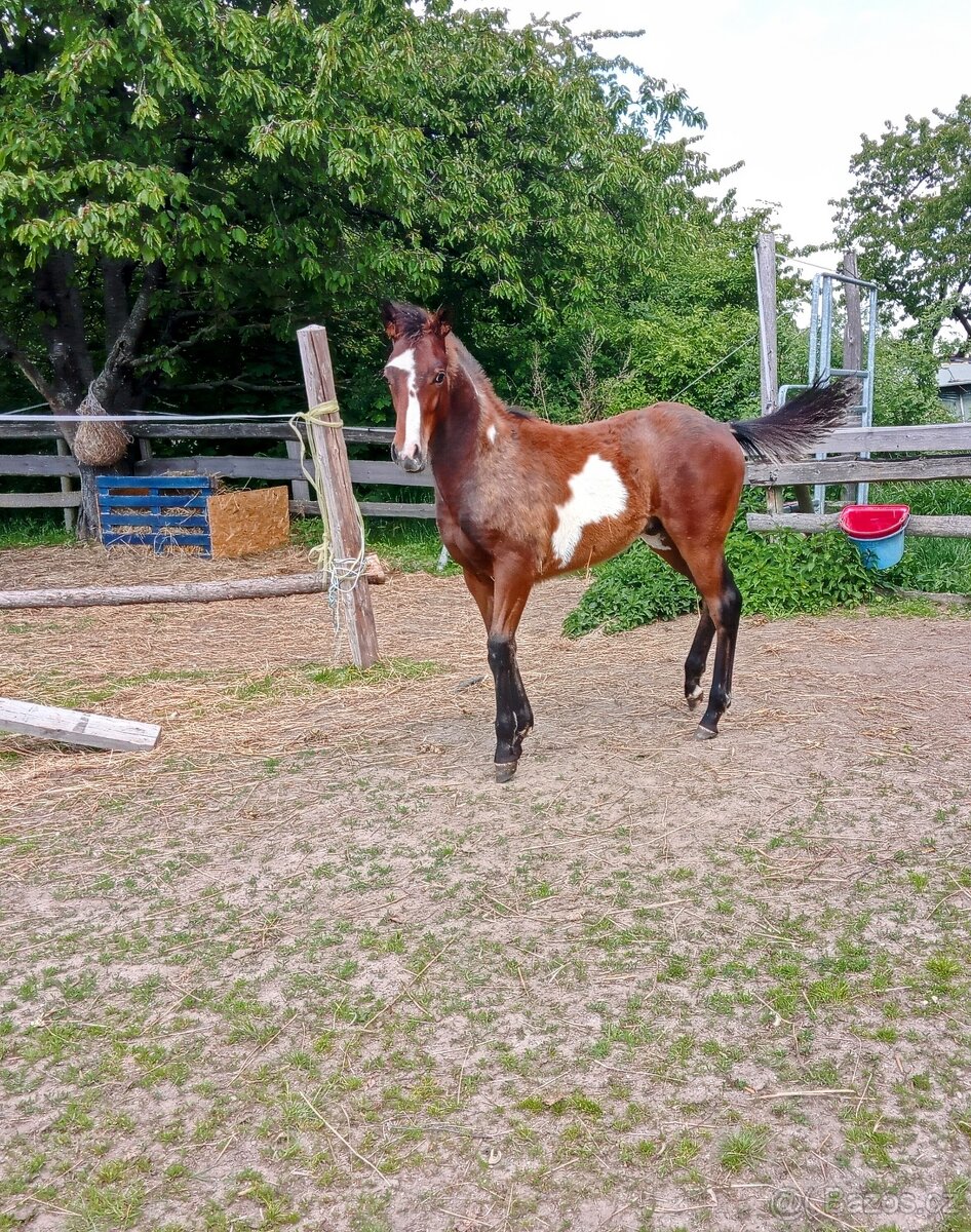 Paint horse