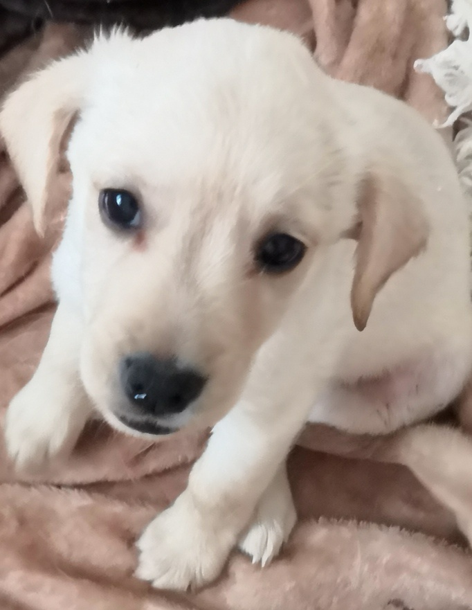 Štěňata labradora kříženci
