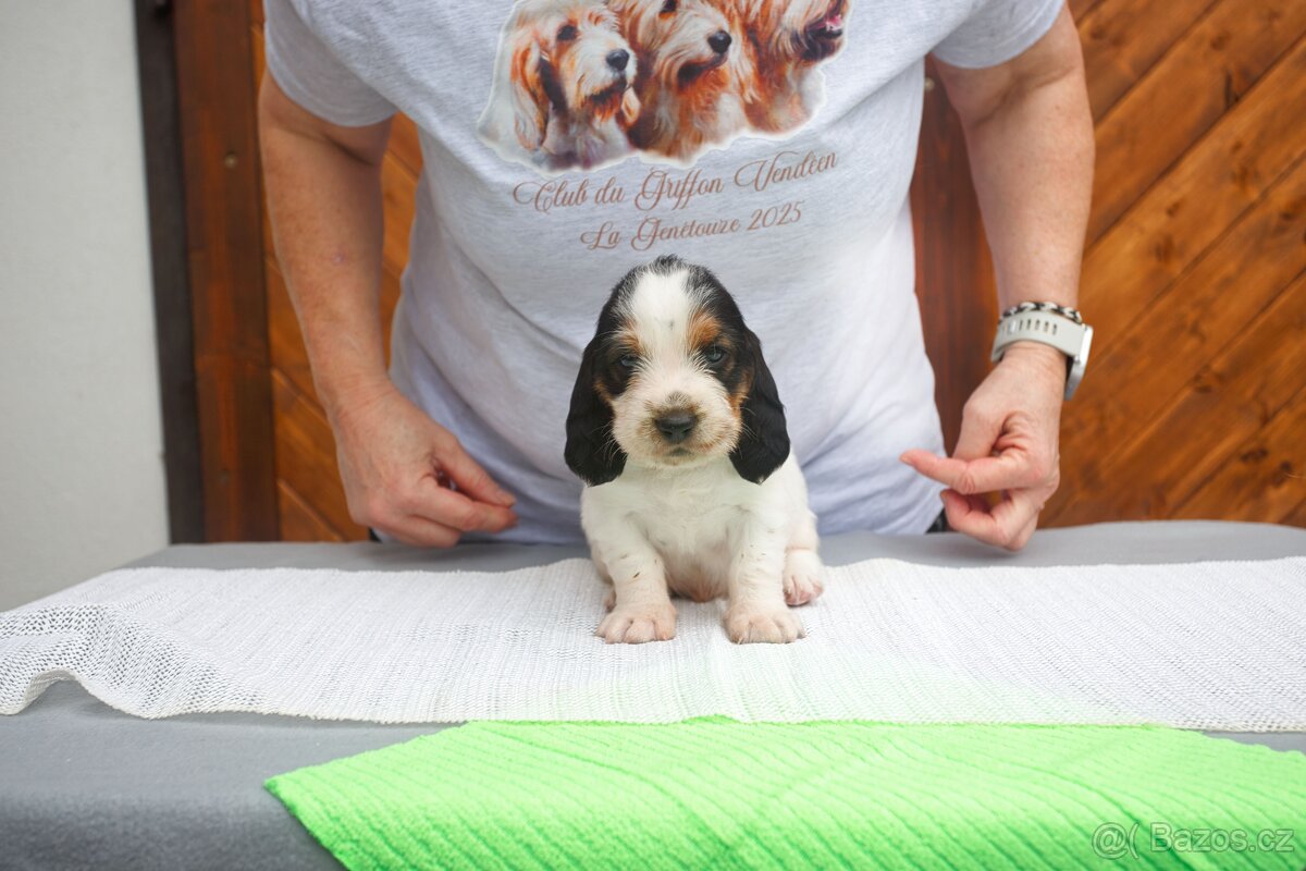 Velký hrubosrstý vendeéský baset