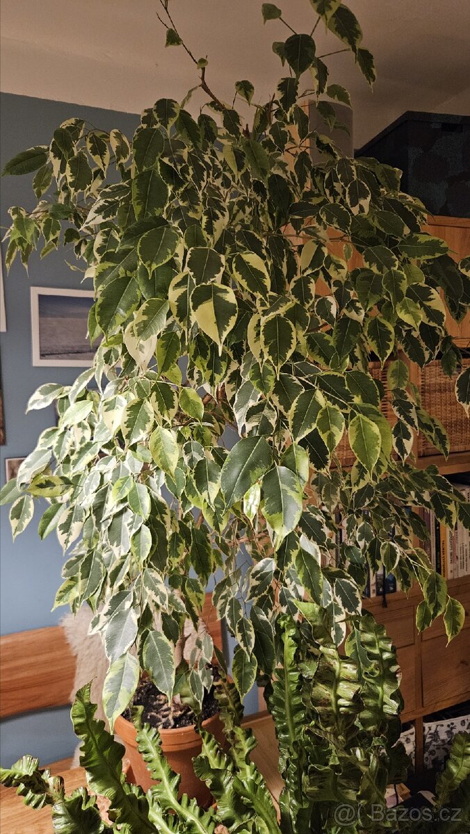 Pokojová květina Ficus Benjamina "Twilight"