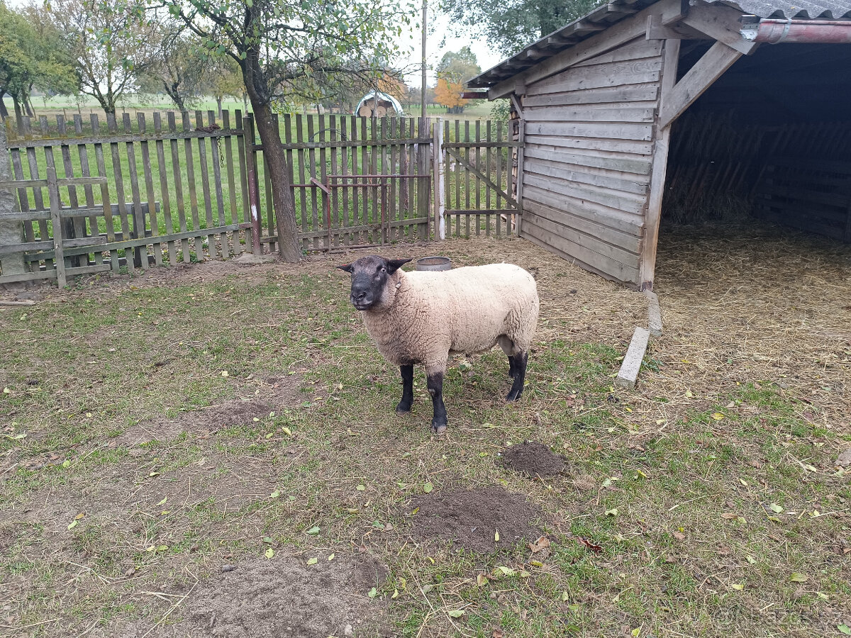 Plemenný beran Suffolk