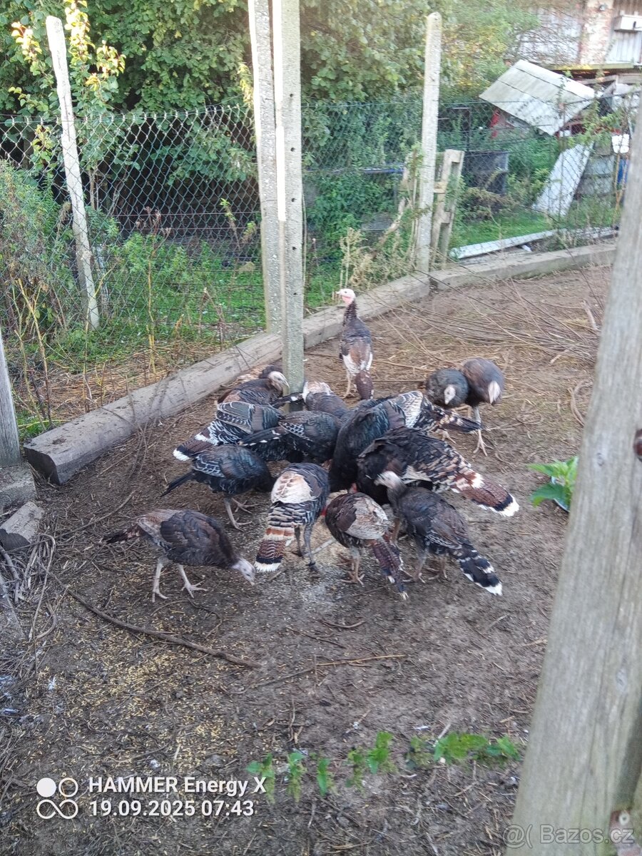 Krůty kanadské divoké