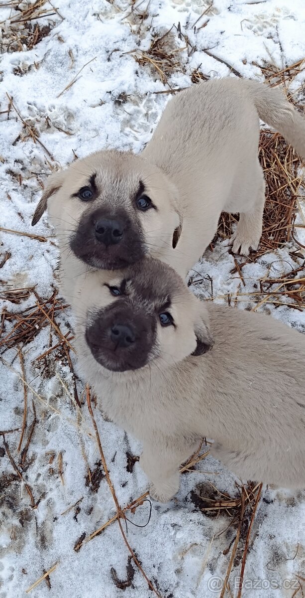Kangal-štěňátka-pejsek-ihned k odběru